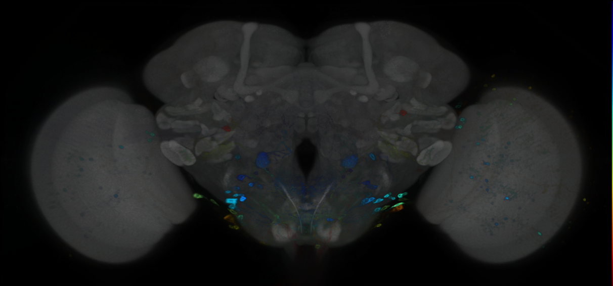 P{GMR60B12-GAL4} expression pattern