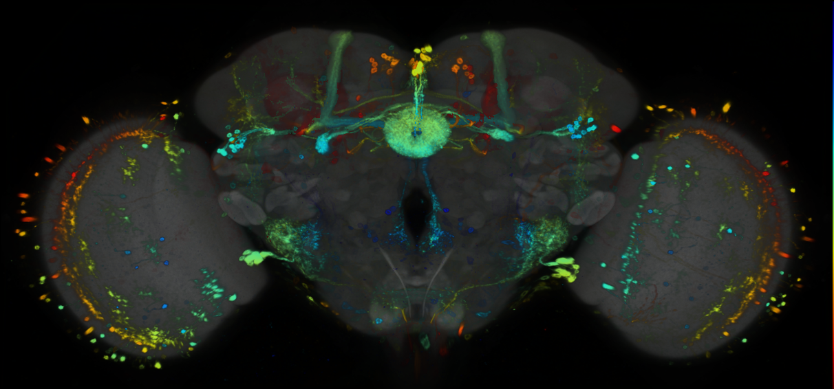 P{GMR60D05-GAL4} expression pattern
