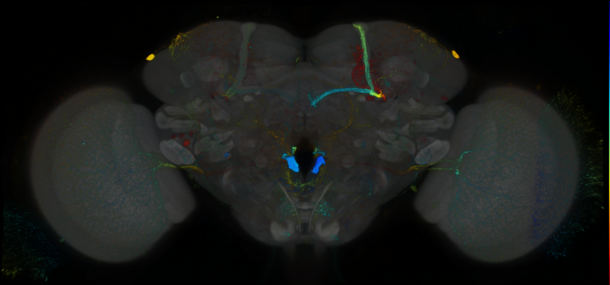 P{GMR60D12-GAL4} expression pattern