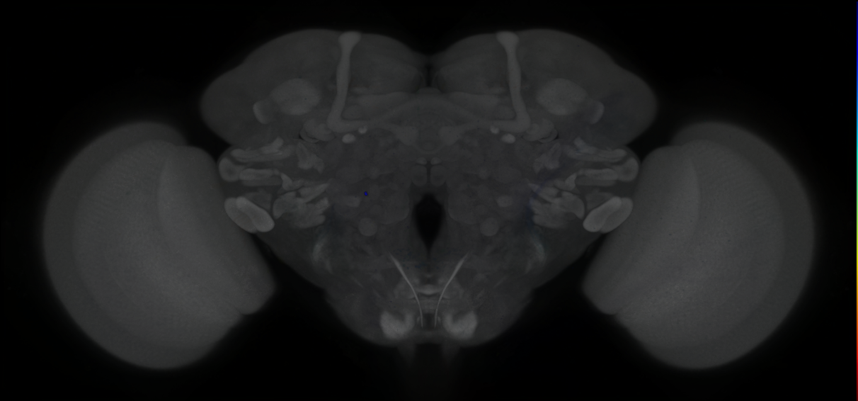 P{GMR60E07-GAL4} expression pattern