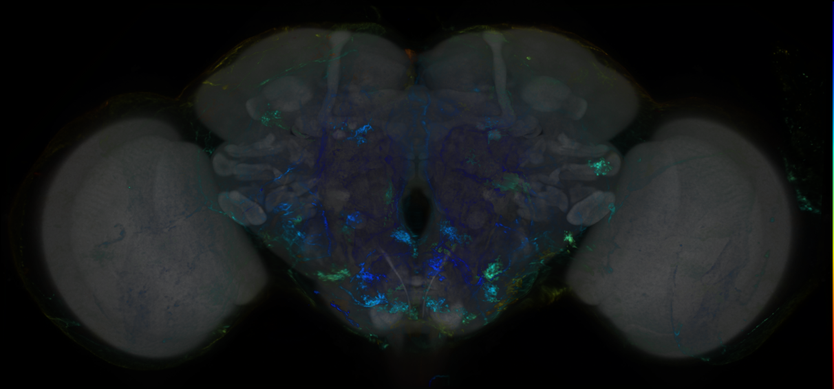 P{GMR60E09-GAL4} expression pattern