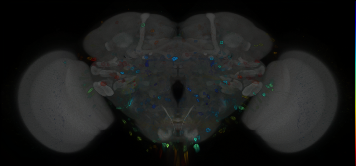 P{GMR60H01-GAL4} expression pattern