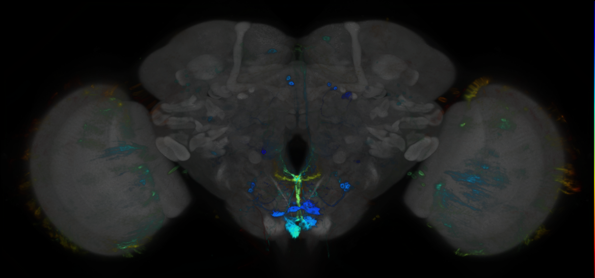 P{GMR61H10-GAL4} expression pattern
