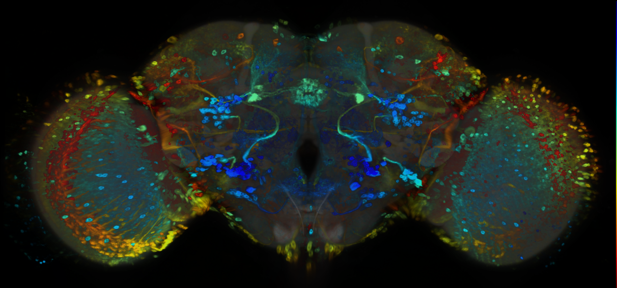 P{GMR64B02-GAL4} expression pattern