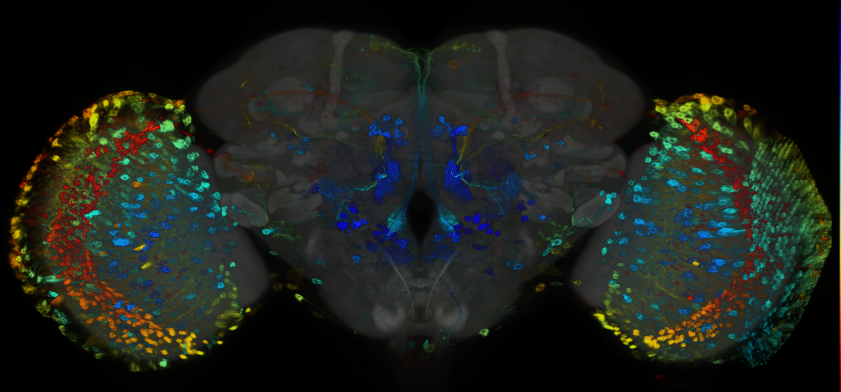 P{GMR65B08-GAL4} expression pattern