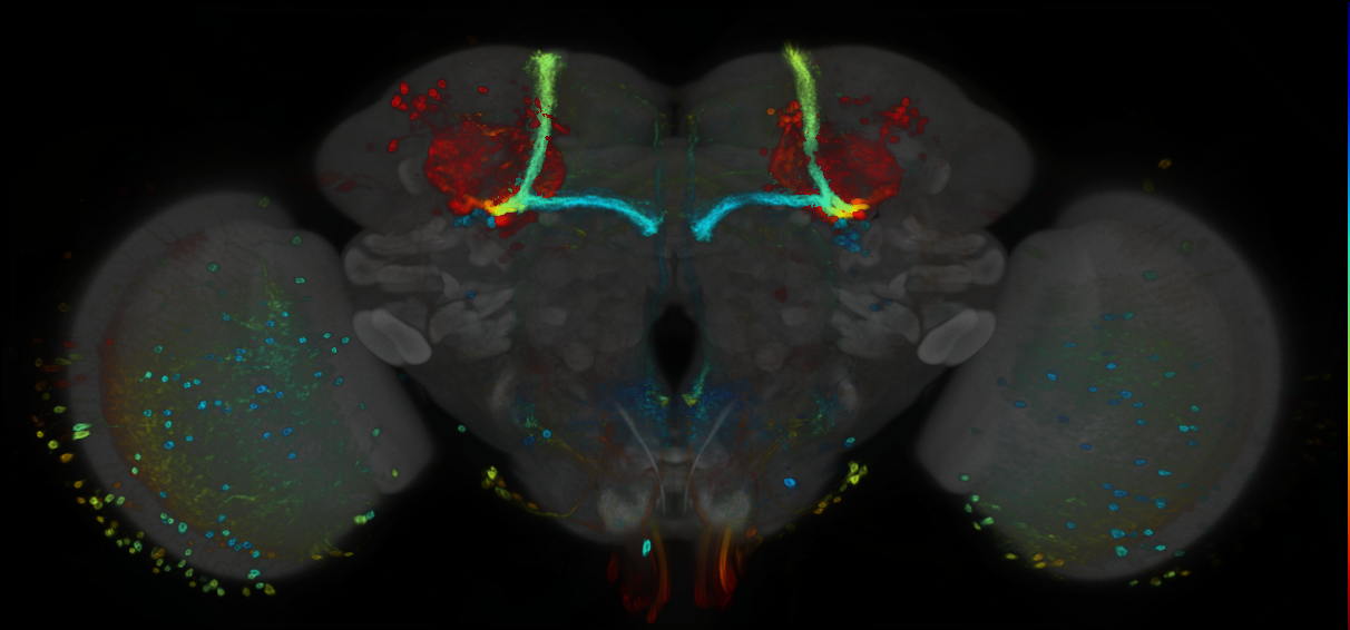 P{GMR65C02-GAL4} expression pattern