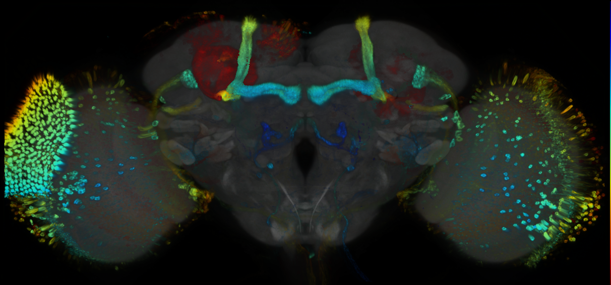 P{GMR65G04-GAL4} expression pattern