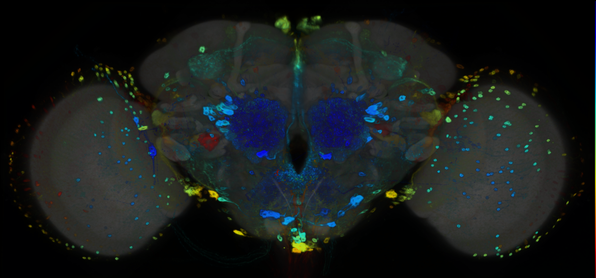 P{GMR66C02-GAL4} expression pattern