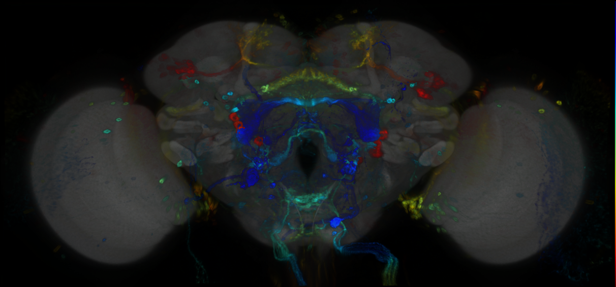 P{GMR67A02-GAL4} expression pattern