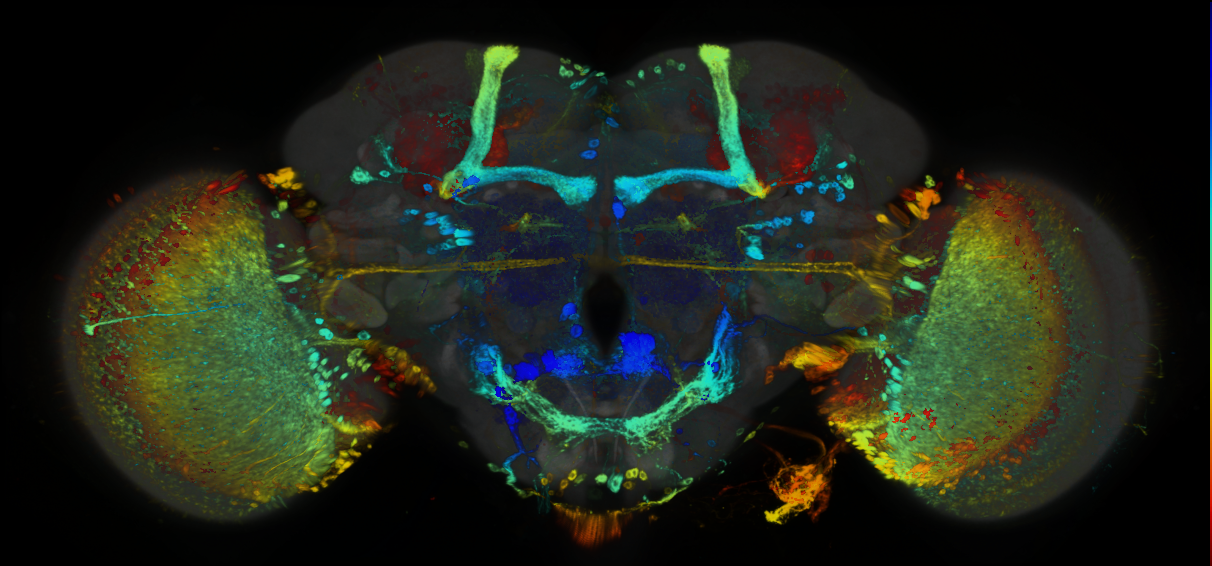 P{GMR67A03-GAL4} expression pattern