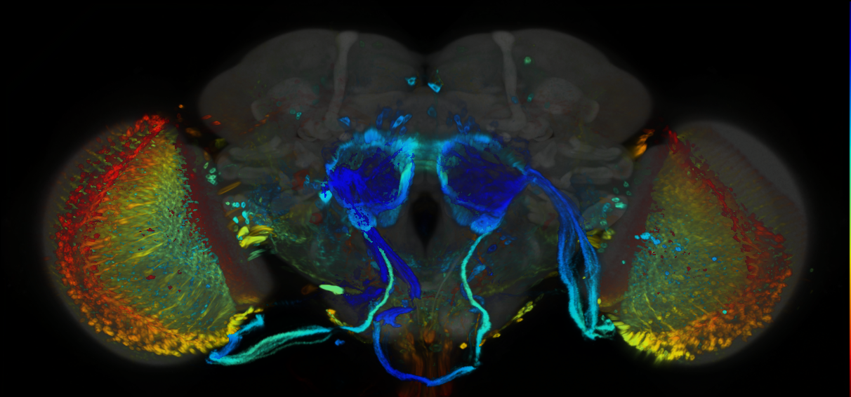 P{GMR67E05-GAL4} expression pattern