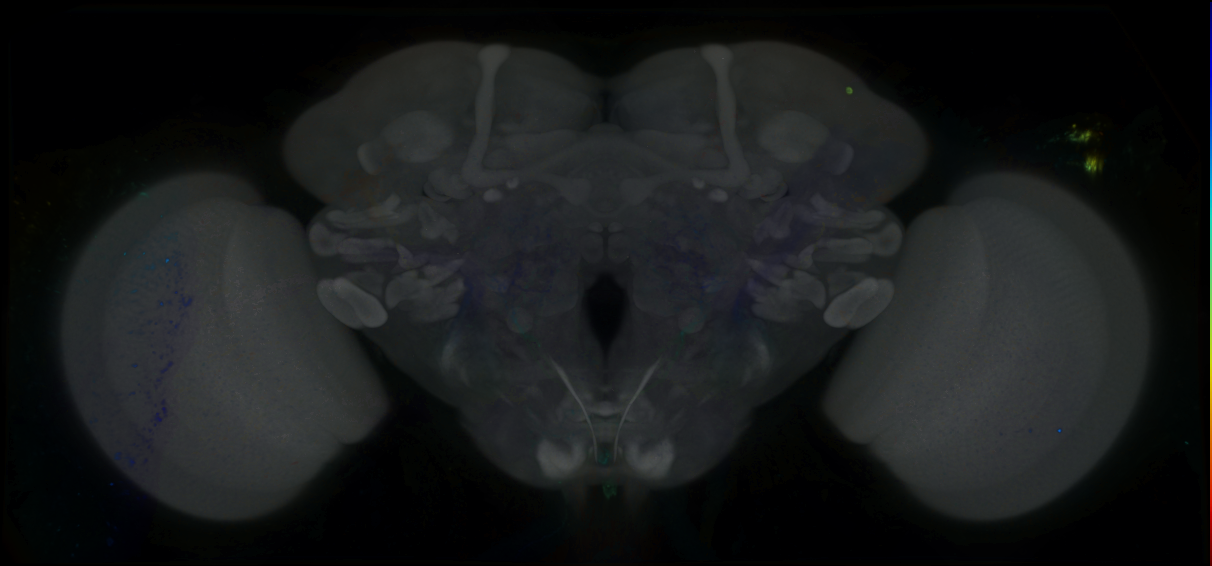 P{GMR68B08-GAL4} expression pattern