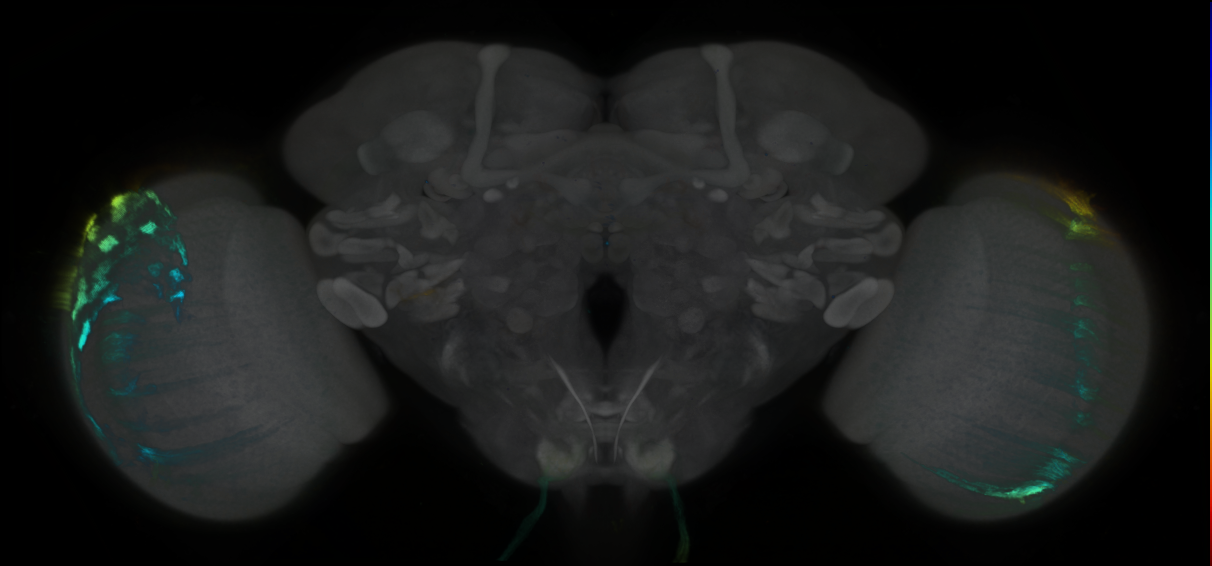 P{GMR69B08-GAL4} expression pattern