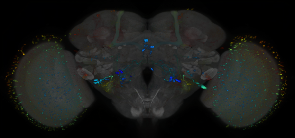 P{GMR69C05-GAL4} expression pattern