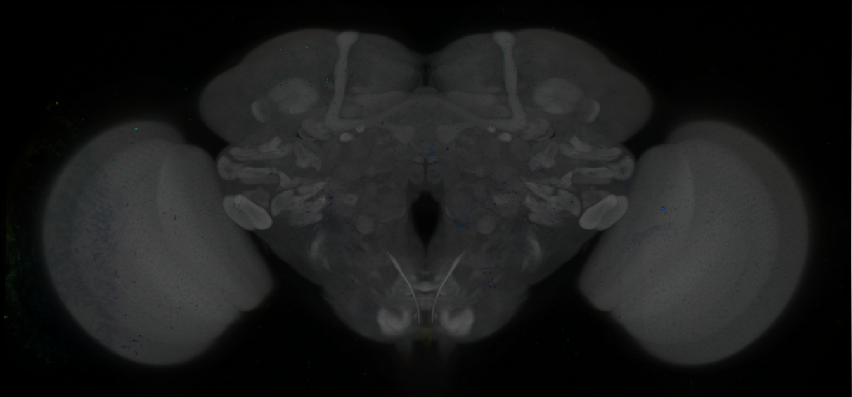 P{GMR69D10-GAL4} expression pattern