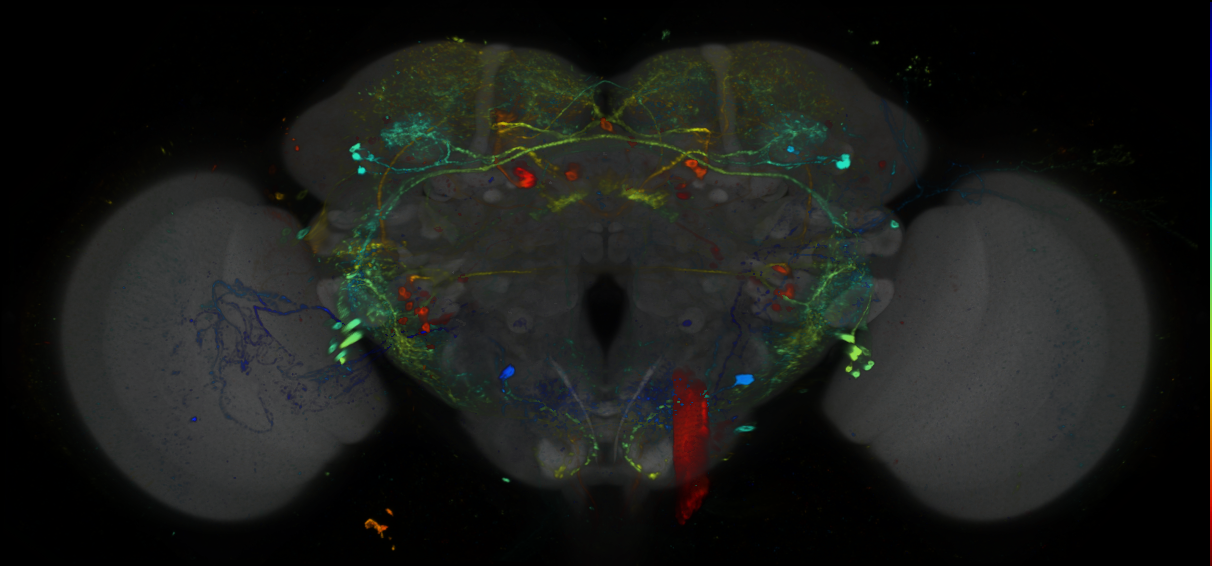 P{GMR70A05-GAL4} expression pattern