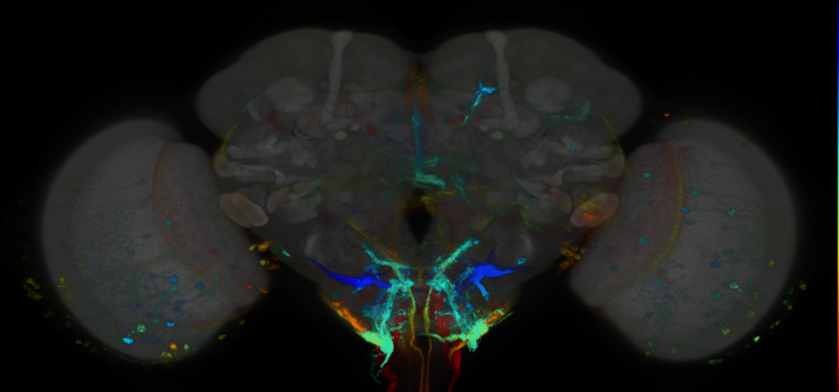 P{GMR70A06-GAL4} expression pattern