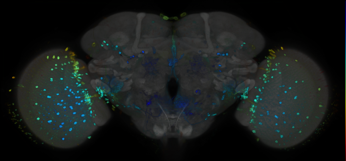 P{GMR70A08-GAL4} expression pattern