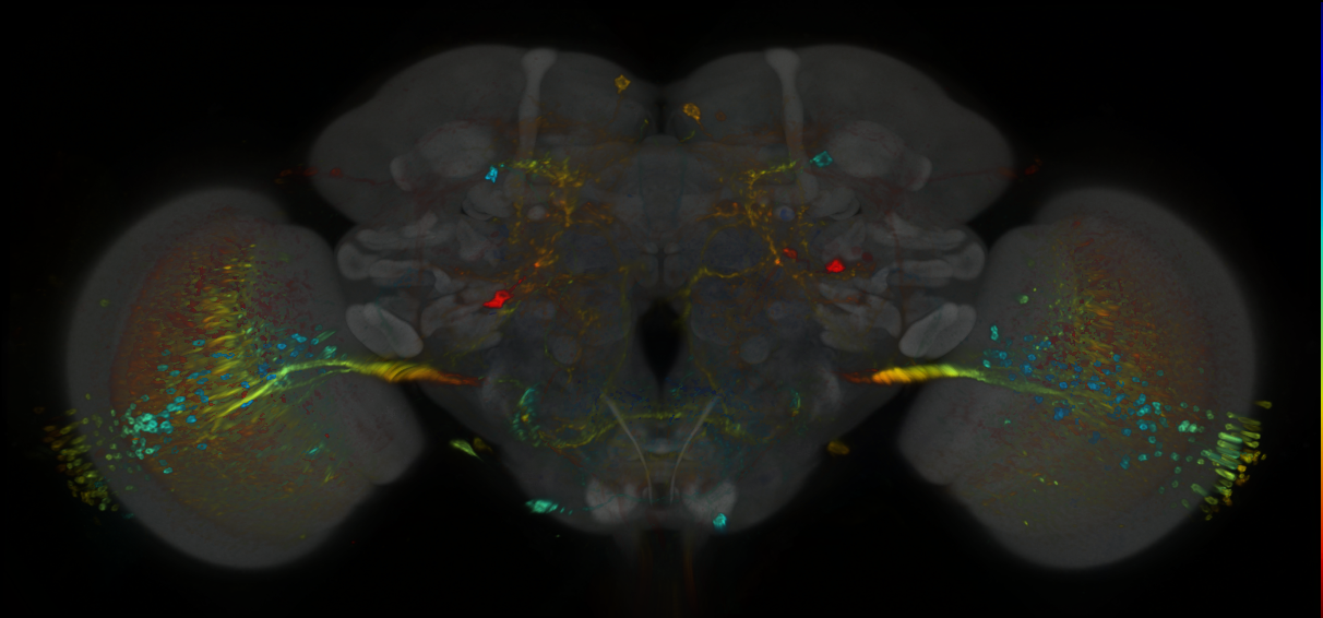 P{GMR70C09-GAL4} expression pattern