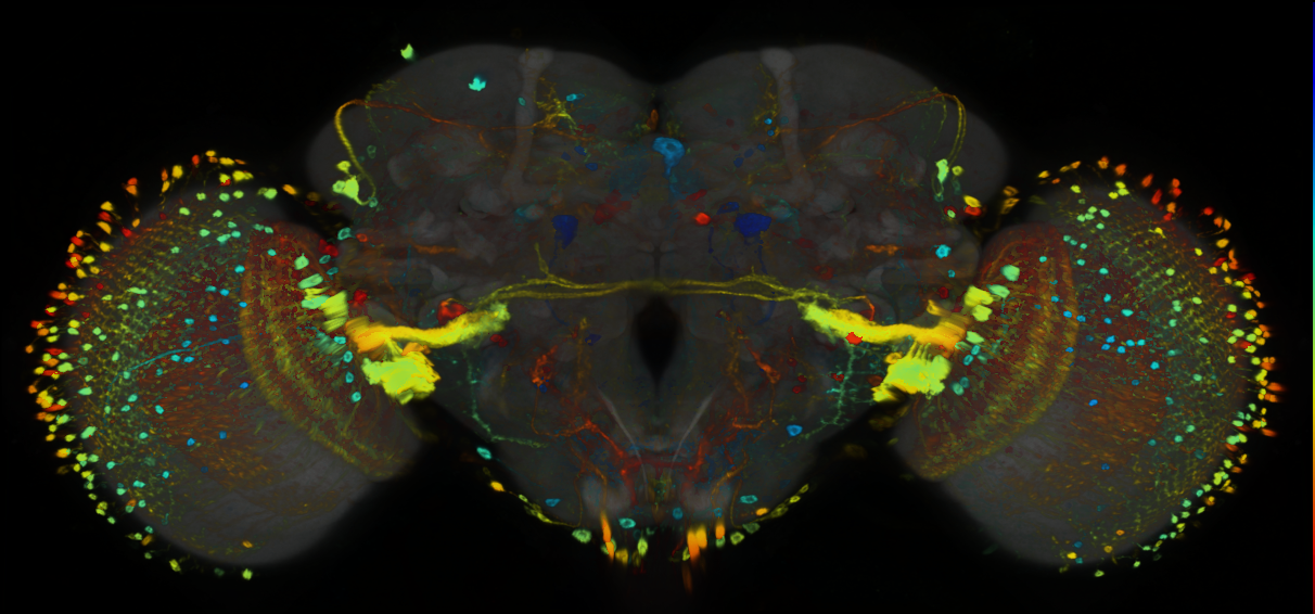 P{GMR70D01-GAL4} expression pattern