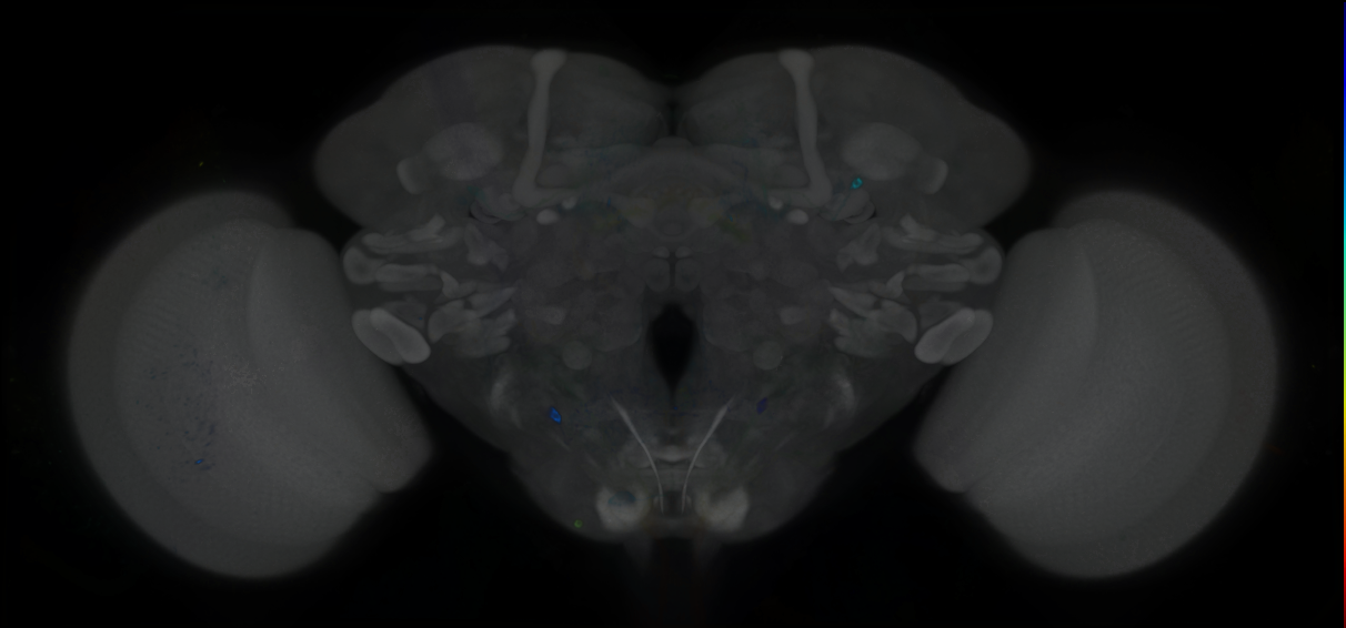 P{GMR70E05-GAL4} expression pattern
