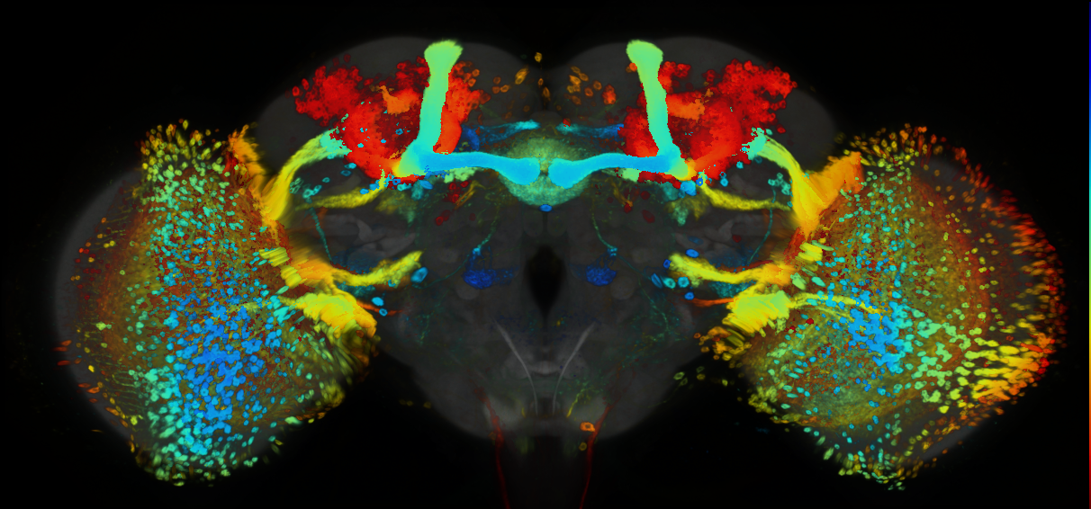 P{GMR70F05-GAL4} expression pattern