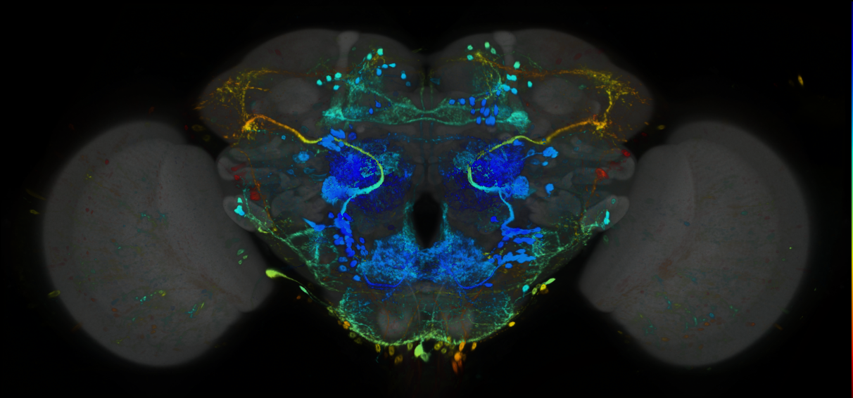 P{GMR70G05-GAL4} expression pattern