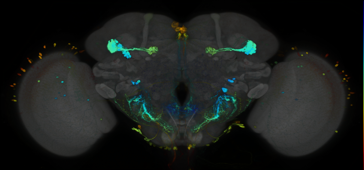 P{GMR70H02-GAL4} expression pattern