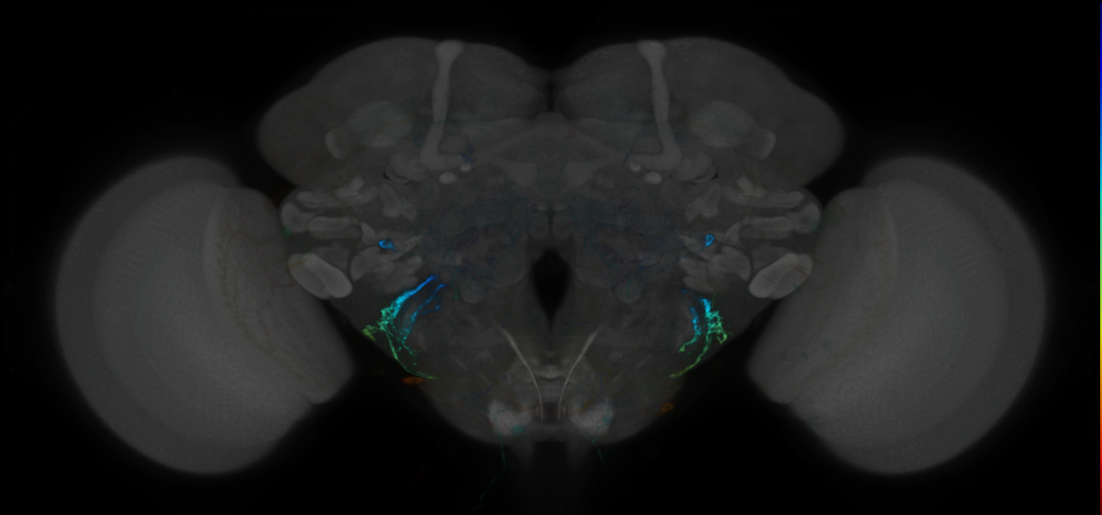 P{GMR70H06-GAL4} expression pattern