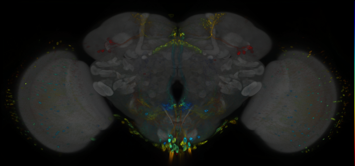 P{GMR71A02-GAL4} expression pattern