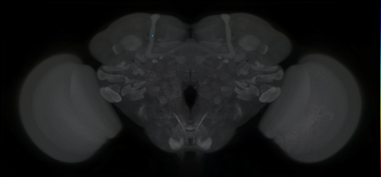 P{GMR71A03-GAL4} expression pattern