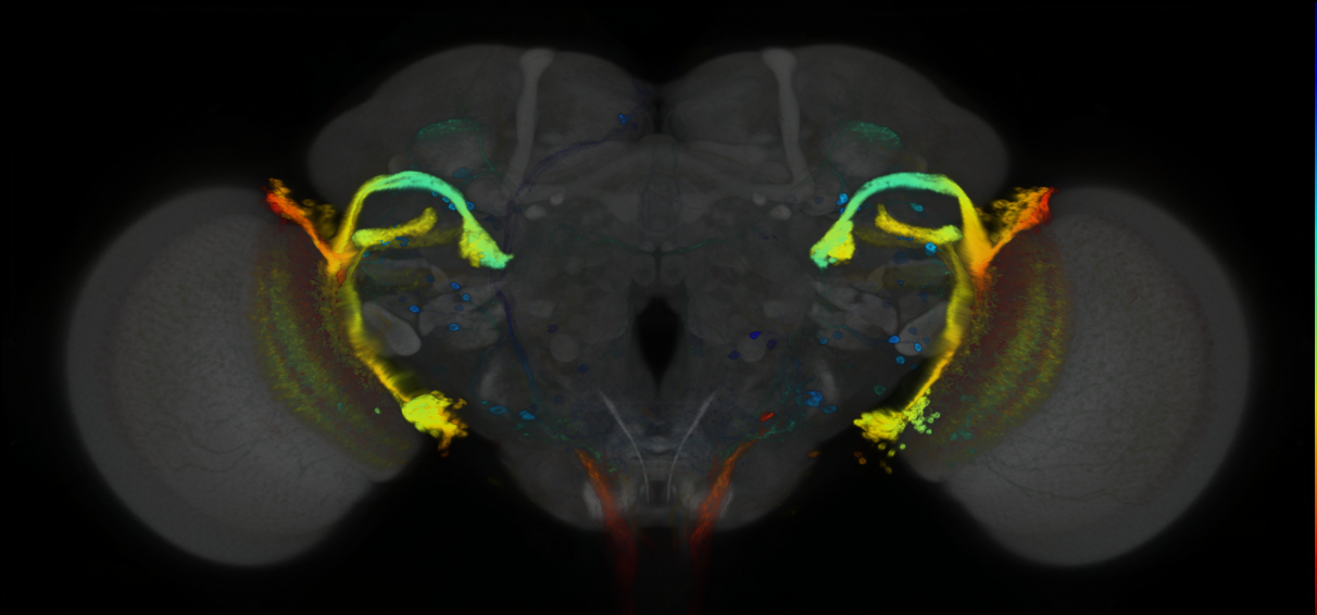 P{GMR71C02-GAL4} expression pattern