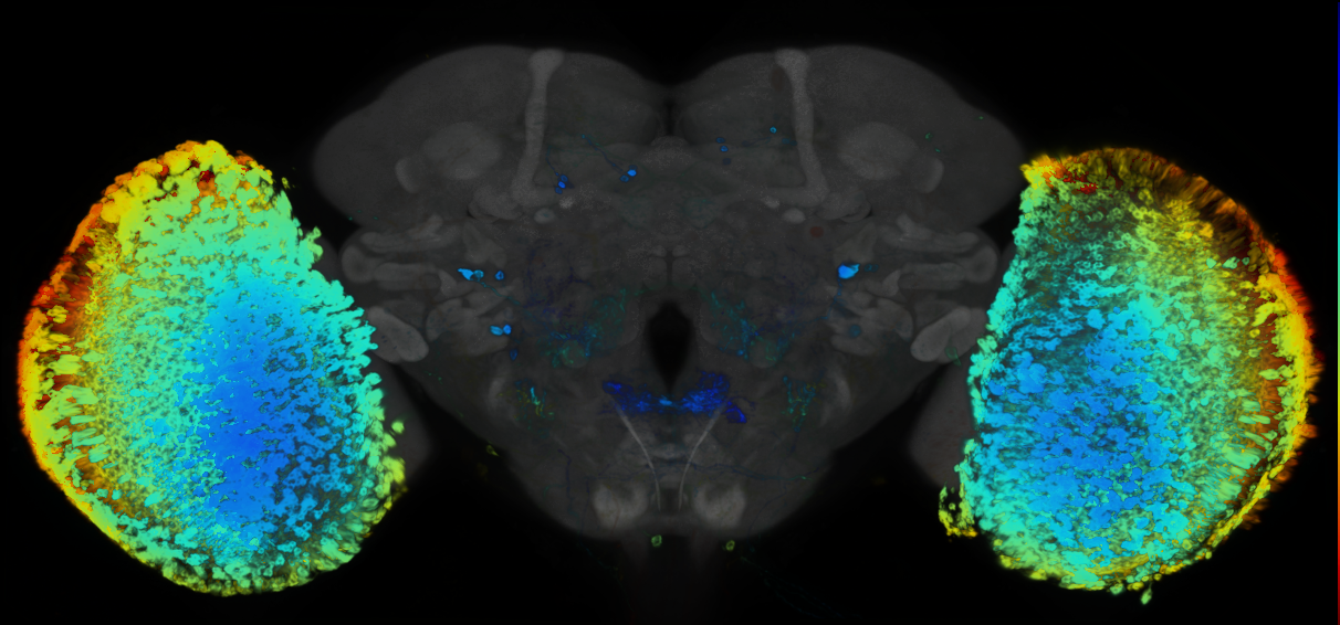 P{GMR71D01-GAL4} expression pattern