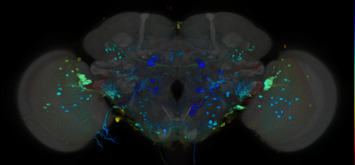 P{GMR71D03-GAL4} expression pattern