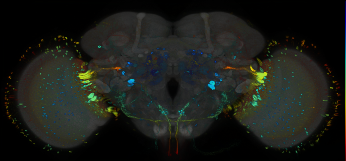 P{GMR71F06-GAL4} expression pattern