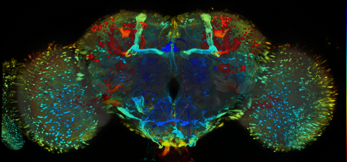 P{GMR71G05-GAL4} expression pattern