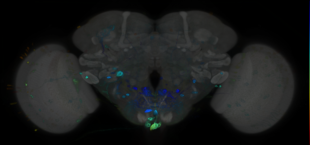 P{GMR72A09-GAL4} expression pattern