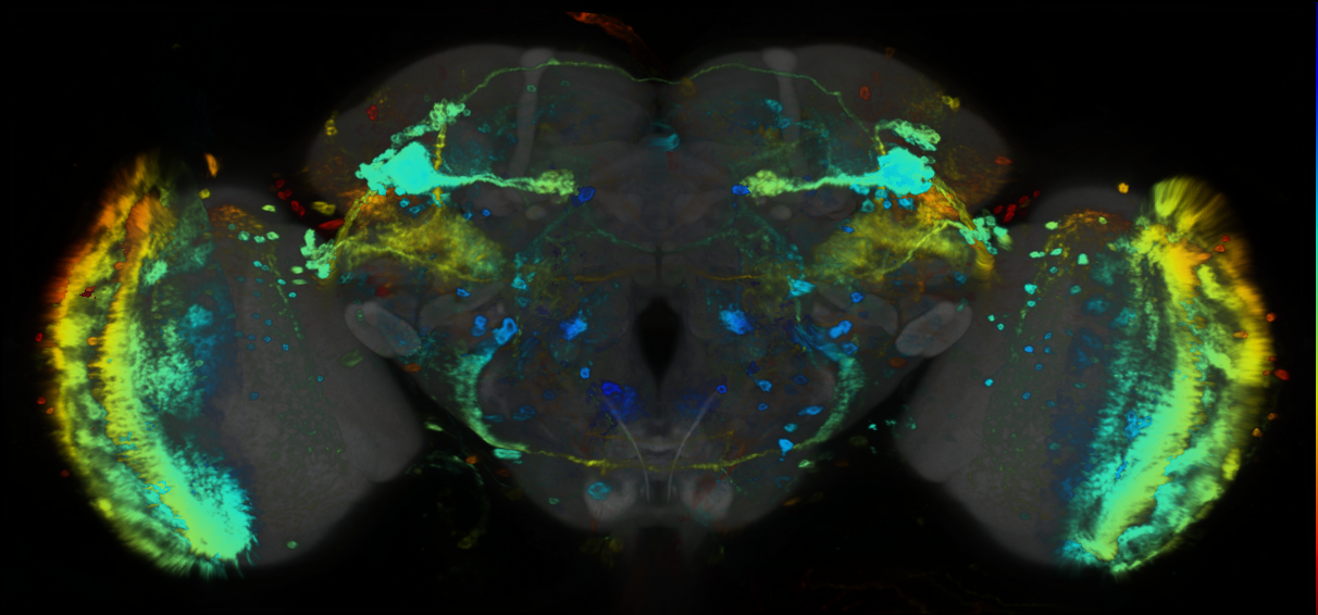 P{GMR72B06-GAL4} expression pattern