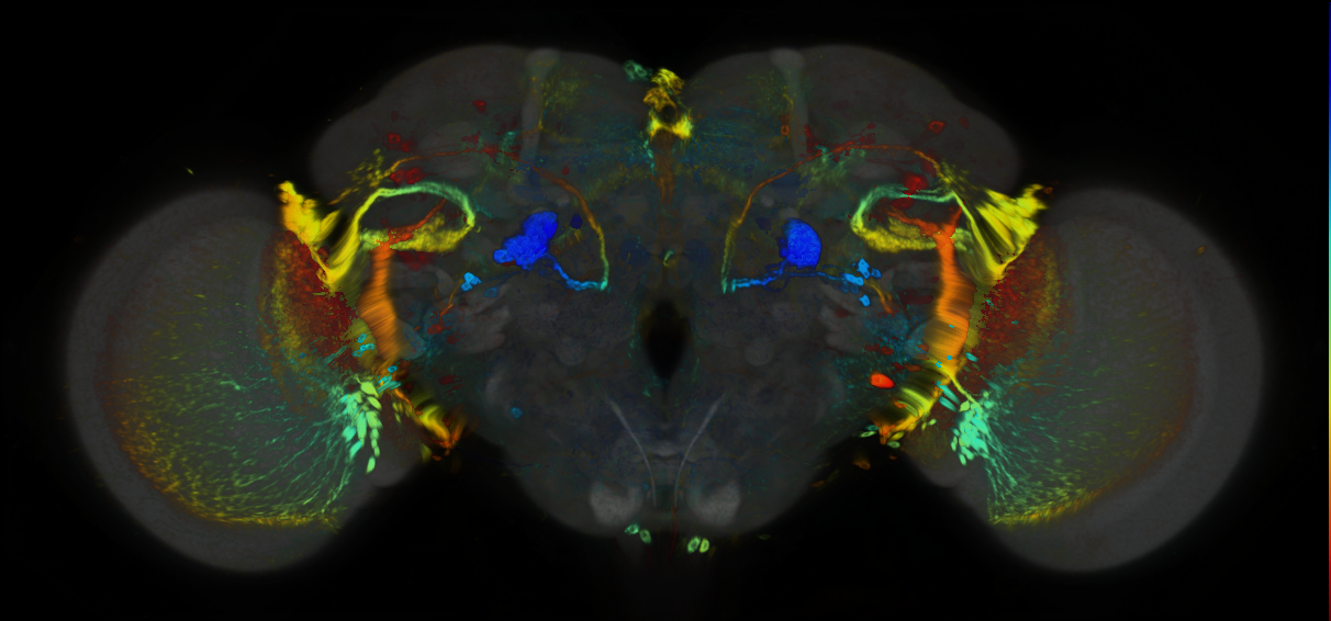 P{GMR72C11-GAL4} expression pattern