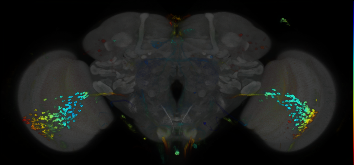 P{GMR72C12-GAL4} expression pattern