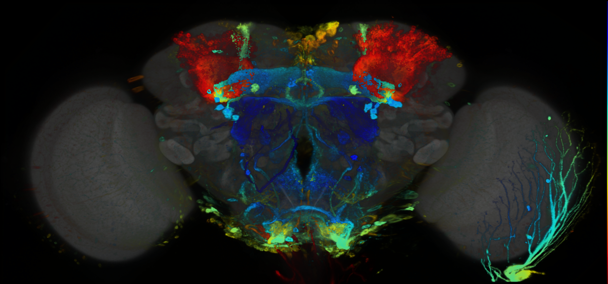 P{GMR72D03-GAL4} expression pattern