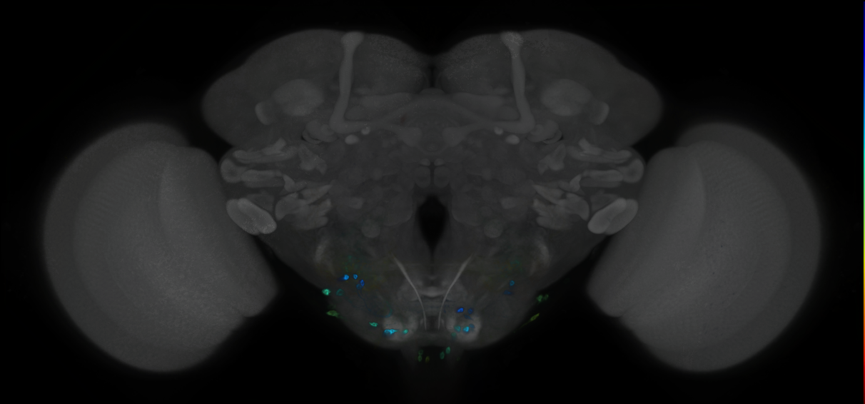 P{GMR72D08-GAL4} expression pattern