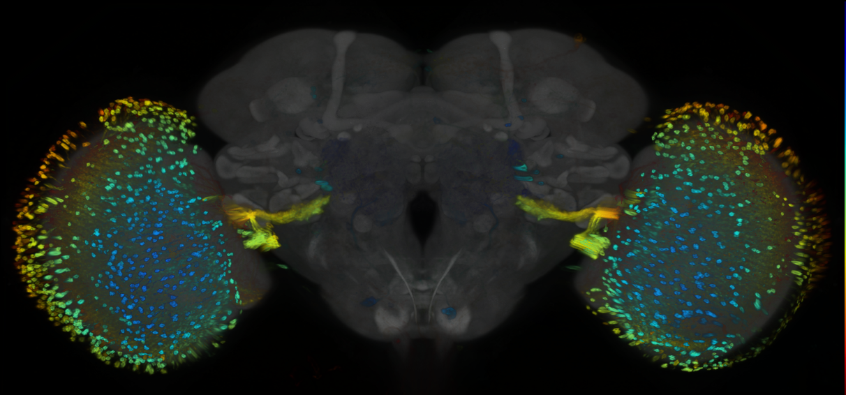P{GMR72E01-GAL4} expression pattern