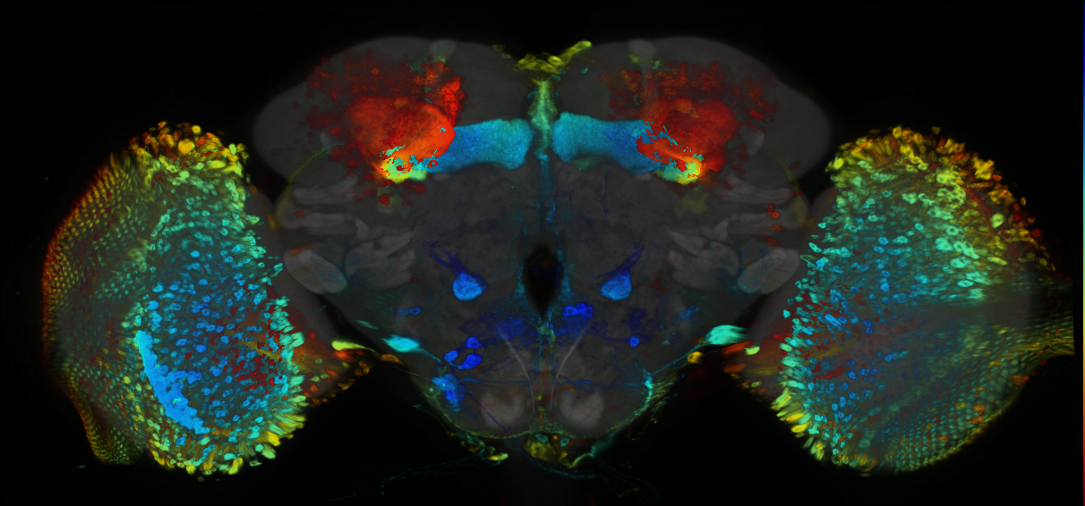 P{GMR72E12-GAL4} expression pattern