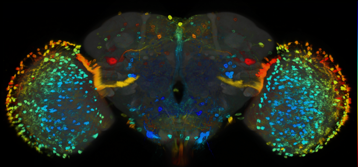 P{GMR72F01-GAL4} expression pattern