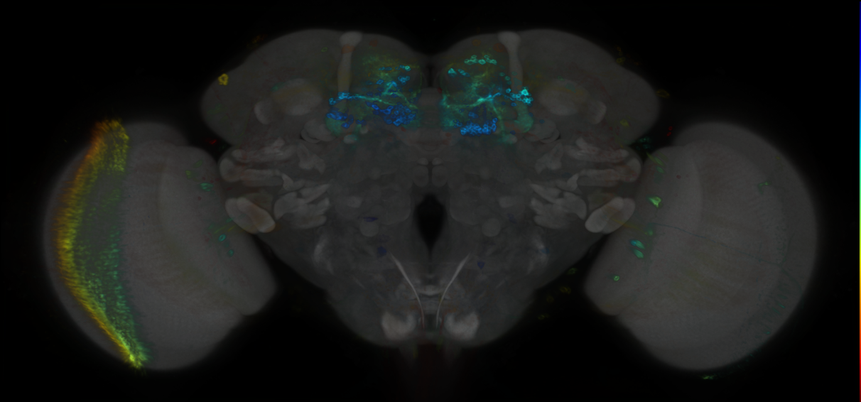 P{GMR72F07-GAL4} expression pattern