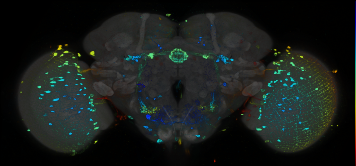 P{GMR73A11-GAL4} expression pattern