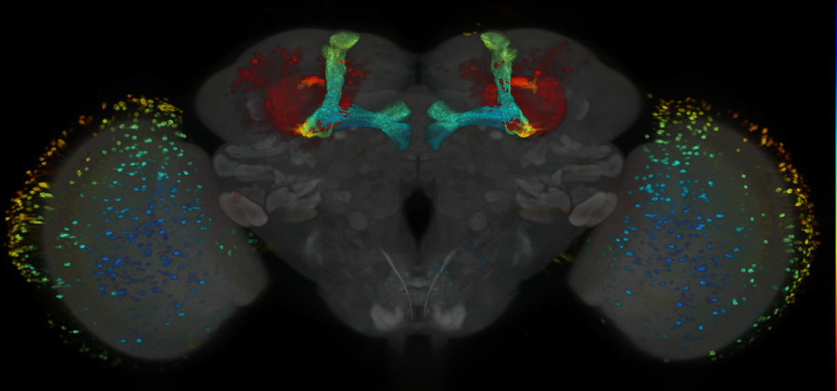 P{GMR73C02-GAL4} expression pattern