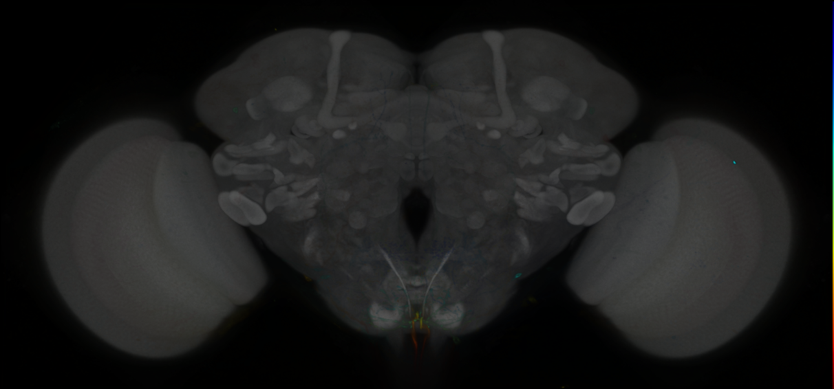 P{GMR73C05-GAL4} expression pattern
