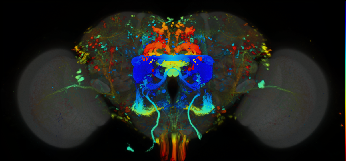 P{GMR73D06-GAL4} expression pattern
